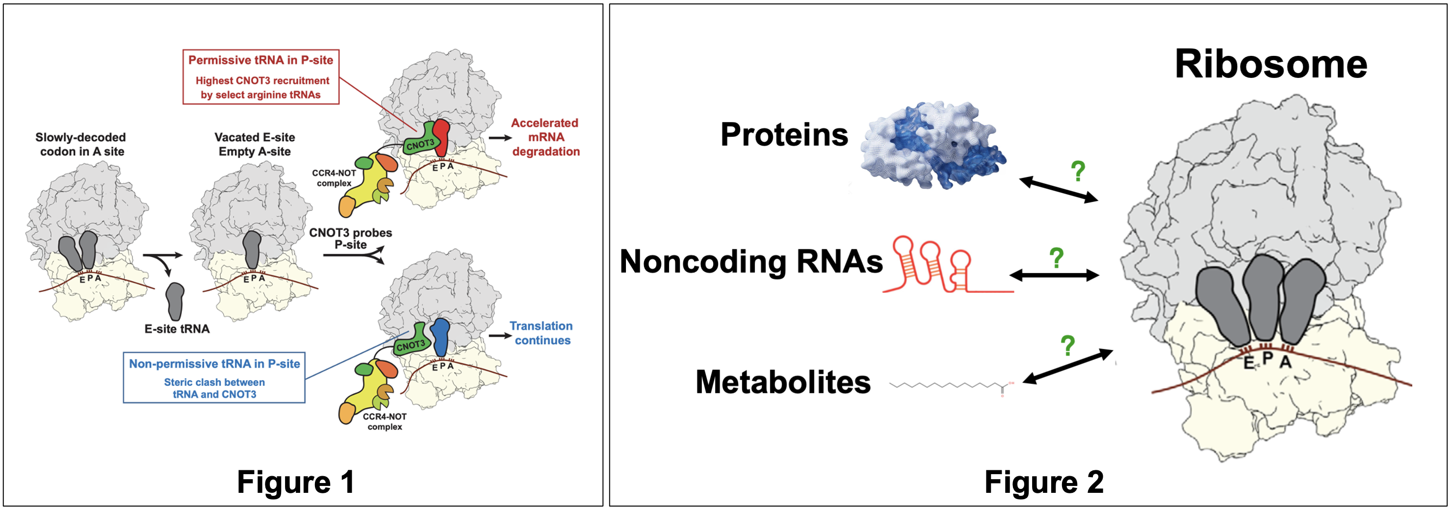 Zhu Lab--Ribosome and RNA-南京大学|锐竞学术